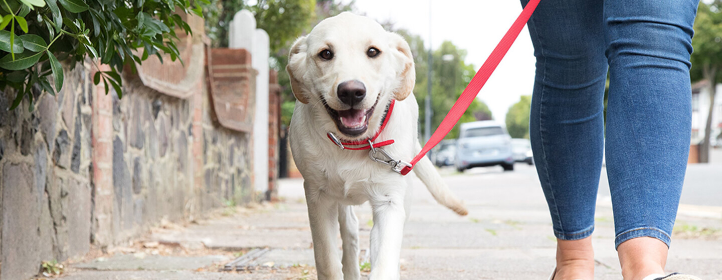 How to Train a Puppy to Walk on a Lead Purina